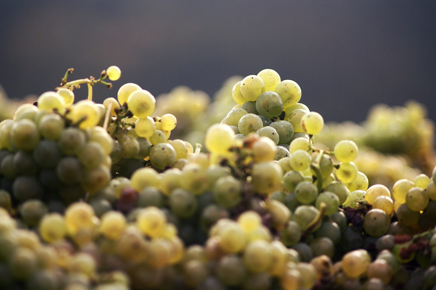 9 New Reasons to Visit Virginia Wine Country For The Best White Wine
